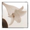 C. Wiseman art print