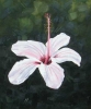Sally Bamber art print