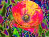 Carol Lynch art print