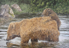 Gary Roberts art print