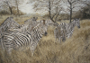 Gary Roberts art print