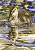 Rhian Symes art print