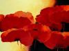 Jettie Roseboom art print