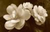 Sondra Wampler art print