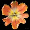 Harold Feinstein art print