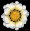 Harold Feinstein art print