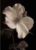 Sondra Wampler art print