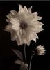 Sondra Wampler art print