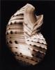 Sondra Wampler art print