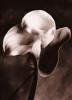 Sondra Wampler art print
