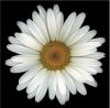 Harold Feinstein art print