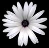 Harold Feinstein art print