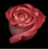 Harold Feinstein art print