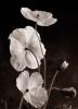 Sondra Wampler art print