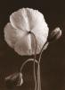 Sondra Wampler art print