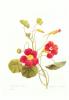 Pierre Joseph Celestin Redout� art print