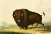 George Catlin art print