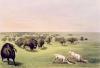 George Catlin art print