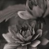 Dana Buckley art print