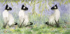 Suzi Kennett art print