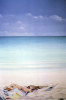 Lincoln Seligman art print