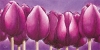 Alicia Sloan art print