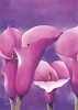 Alicia Sloan art print