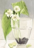 Ina Van Toor art print