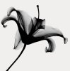 Anonymous art print