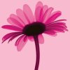 Anonymous art print