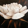Rian Withaar art print