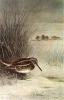 Archibald Thorburn art print