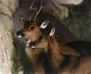 Sir Edwin Henry  Landseer art print