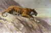 Herbert Thomas Dicksee art print
