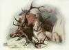 Sir Edwin Henry  Landseer art print