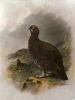 Charles Whymper art print