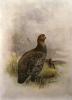 Charles Whymper art print