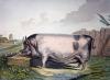Sir Edwin Henry  Landseer art print