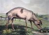 Sir Edwin Henry  Landseer art print