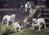 Arthur Wardle art print