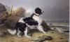 Sir Edwin Henry  Landseer art print