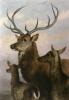 Sir Edwin Henry  Landseer art print