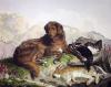 Sir Edwin Henry  Landseer art print