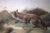 Sir Edwin Henry  Landseer art print