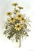 Kathleen Caddick art print