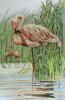 Joanna Willard art print