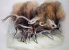 Sir Edwin Henry  Landseer art print