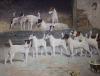 Arthur Wardle art print
