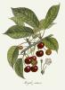 Pierre-Antoine Poiteau art print