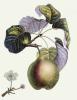 Pierre-Antoine Poiteau art print